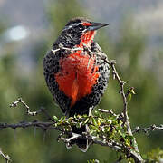 Long-tailed Meadowlark