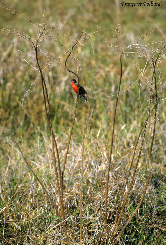 Red-breasted Meadowlarkadult, identification, song