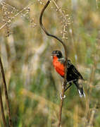 Red-breasted Meadowlark