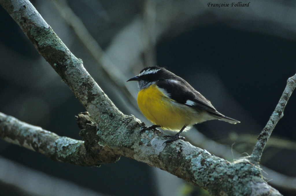 Sucrier à ventre jauneadulte, identification