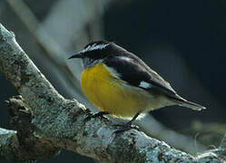 Bananaquit