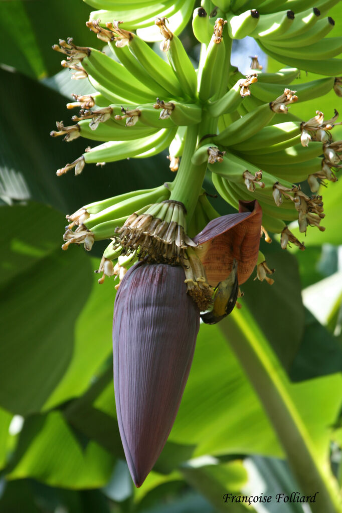 Bananaquitadult, feeding habits