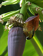 Bananaquit