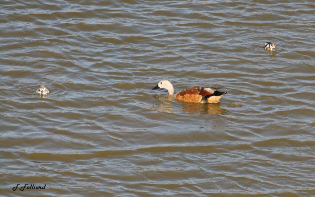 South African Shelduckadult, identification