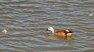 South African Shelduck