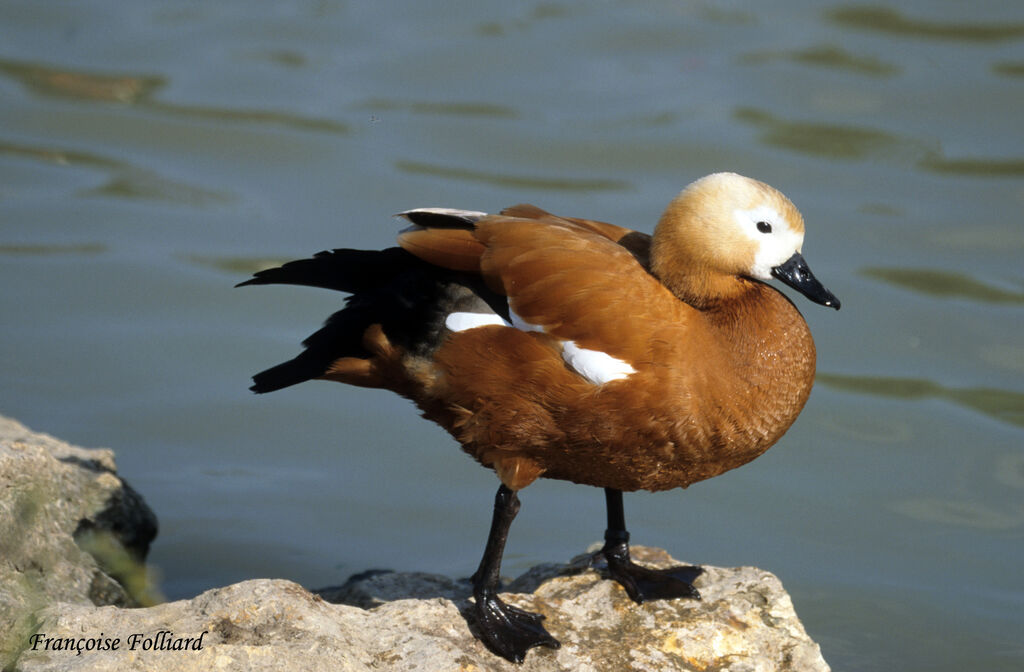 Ruddy Shelduckadult, identification