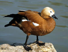 Ruddy Shelduck