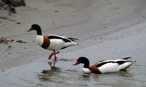 Common Shelduck