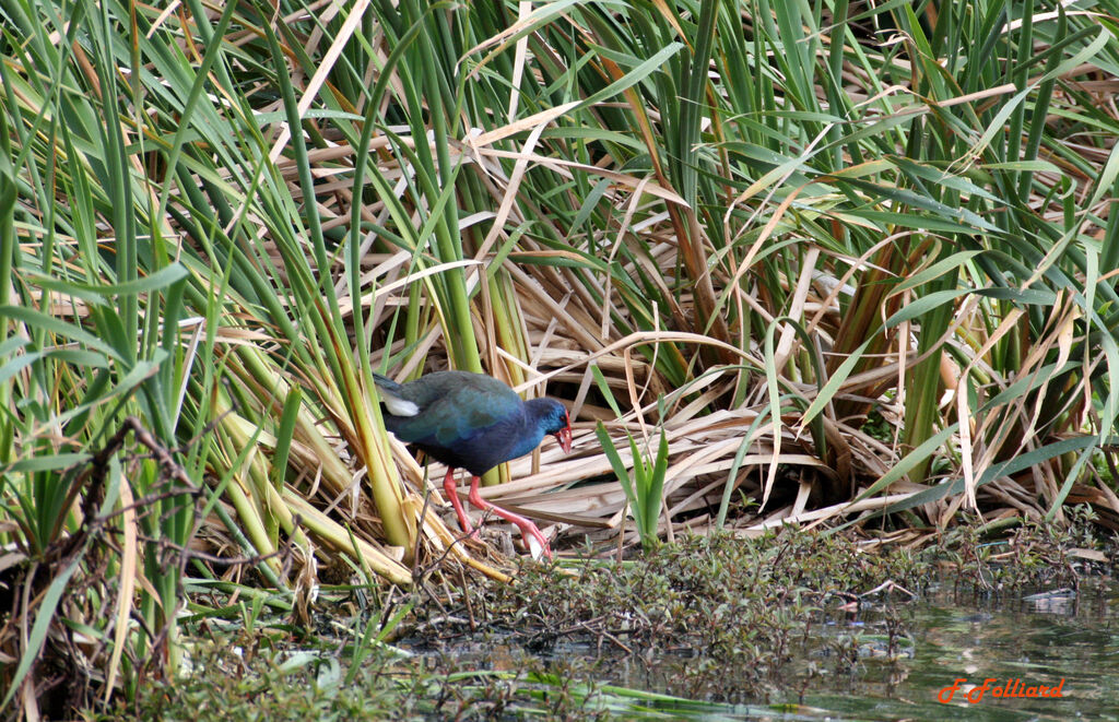 Talève d'Afriqueadulte, identification