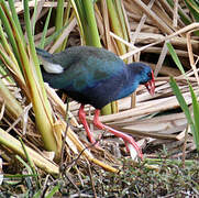 African Swamphen