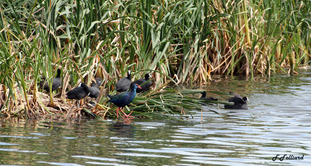 African Swamphenadult, Behaviour