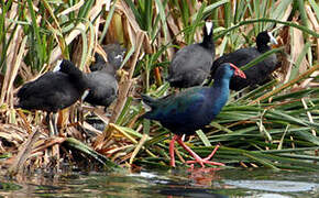 African Swamphen