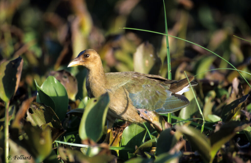 Talève violacéeimmature, identification