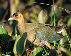 Purple Gallinule