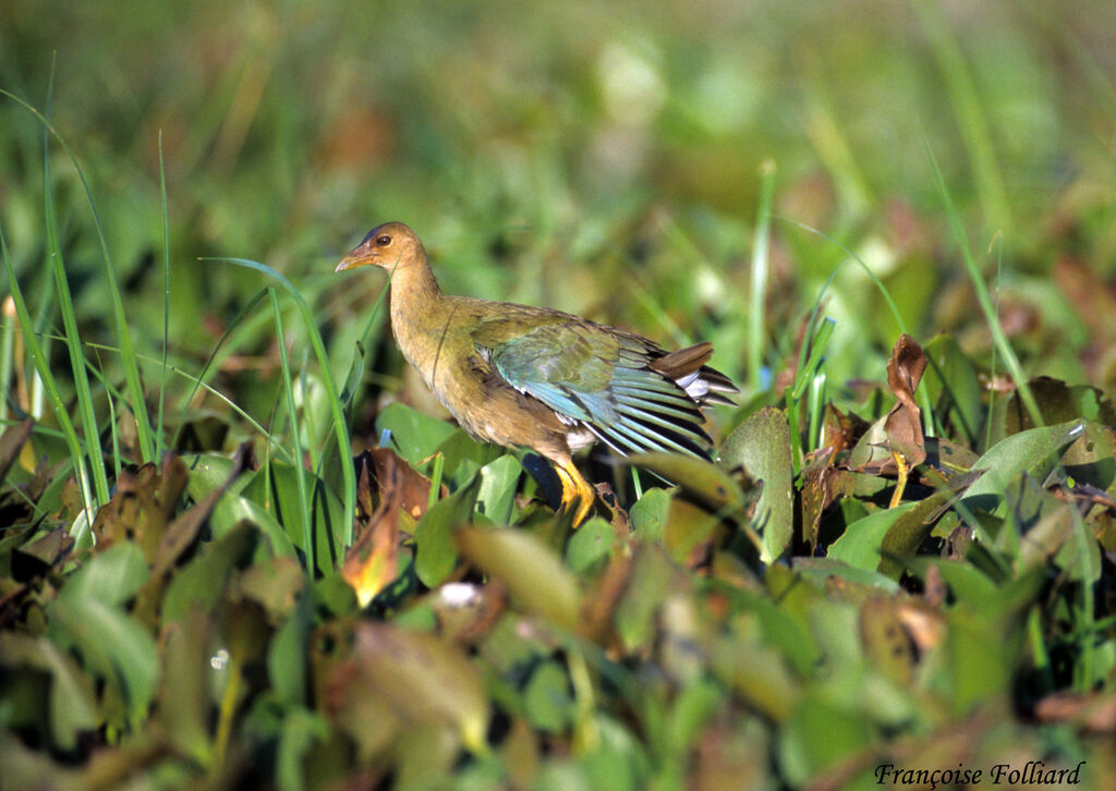 Purple Gallinuleimmature, identification