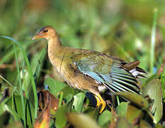 Purple Gallinule