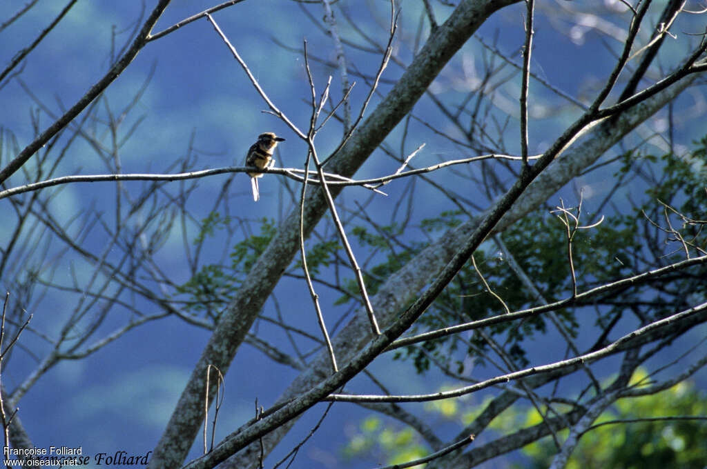 Russet-throated Puffbird, habitat, Behaviour