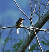 Russet-throated Puffbird