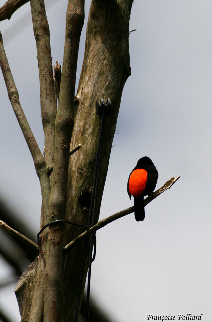 Scarlet-rumped Tanageradult, identification