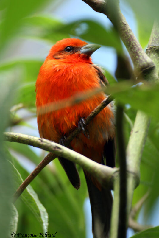 Flame-colored Tanageradult, identification