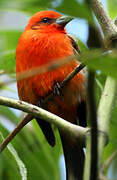 Flame-colored Tanager