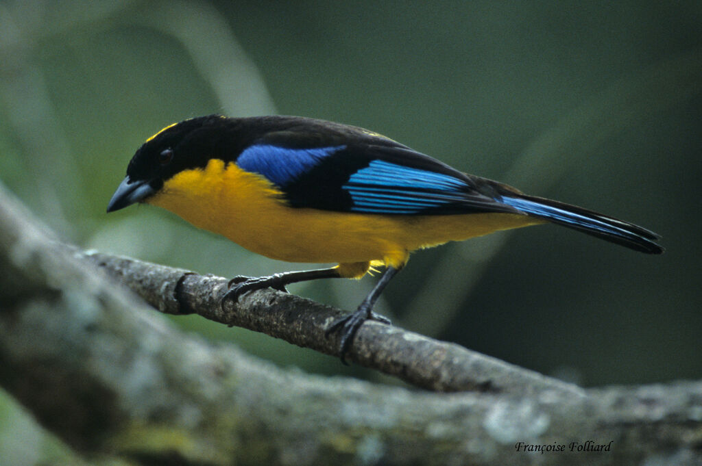 Blue-winged Mountain Tanageradult, identification