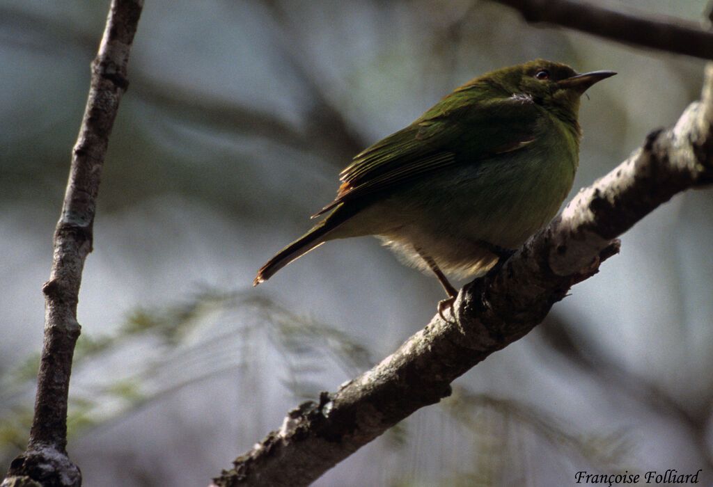 Tangara des palmiersadulte, identification