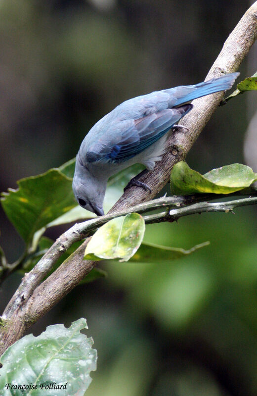 Blue-grey Tanageradult, identification, feeding habits