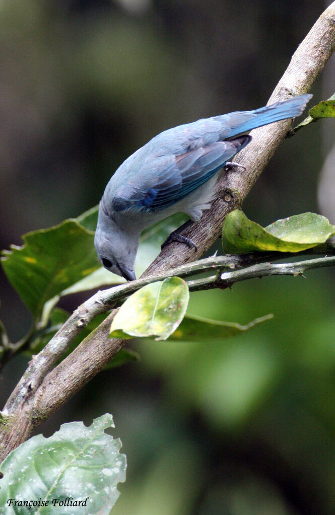 Tangara évêqueadulte, identification, régime