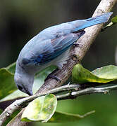 Blue-grey Tanager