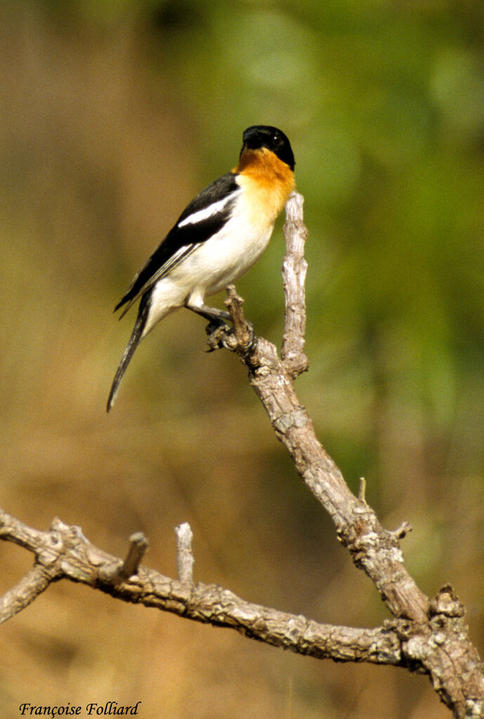 Tangara hirundinacé, identification