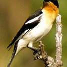 Tangara hirundinacé