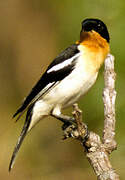 White-rumped Tanager