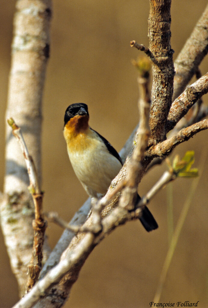 White-rumped Tanager, identification