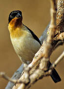 White-rumped Tanager