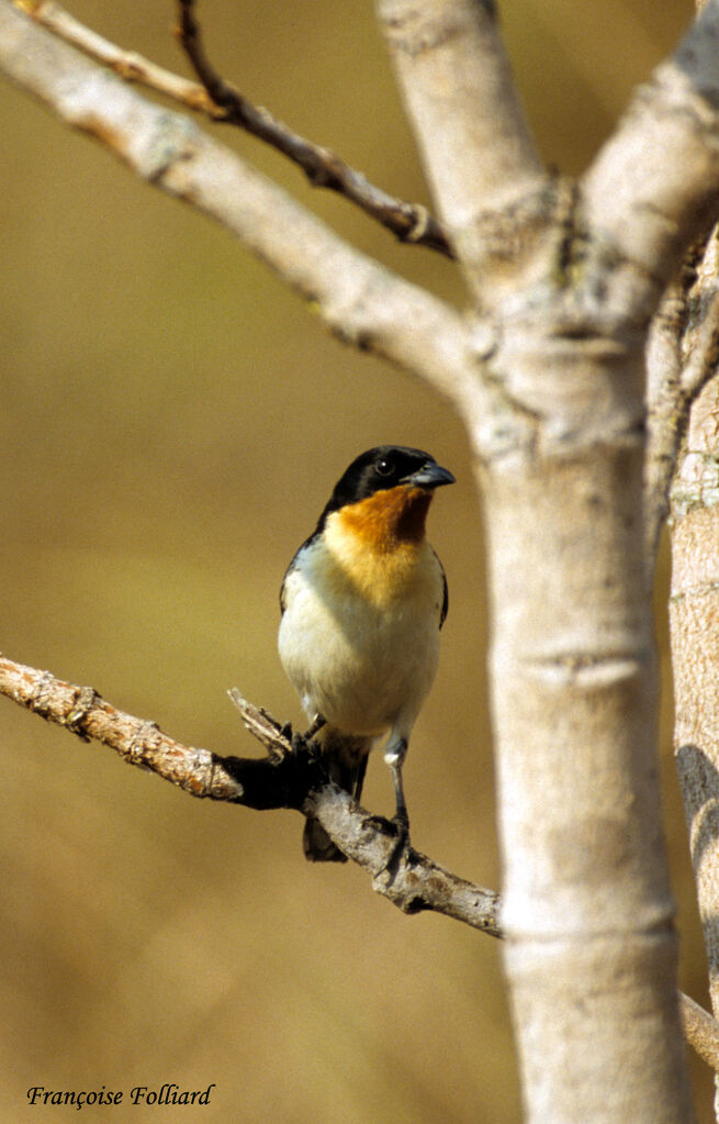 Tangara hirundinacé, identification