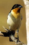 White-rumped Tanager