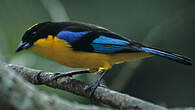 Tangara somptueux