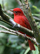 Summer Tanager