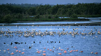 Wood Stork