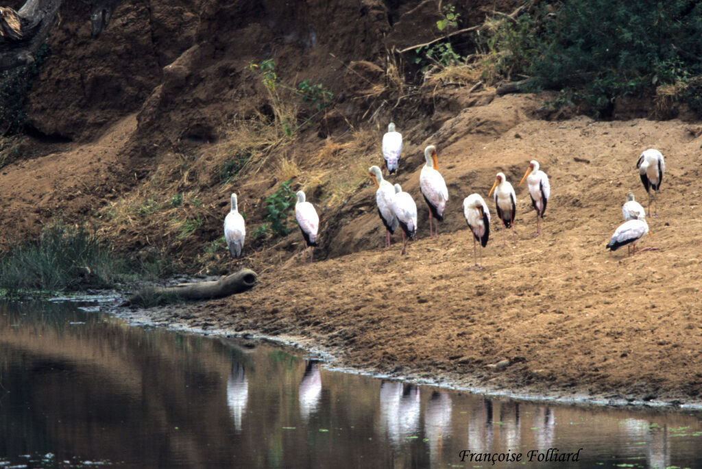 Tantale ibis, identification