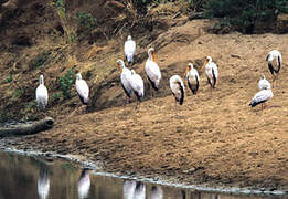 Yellow-billed Stork