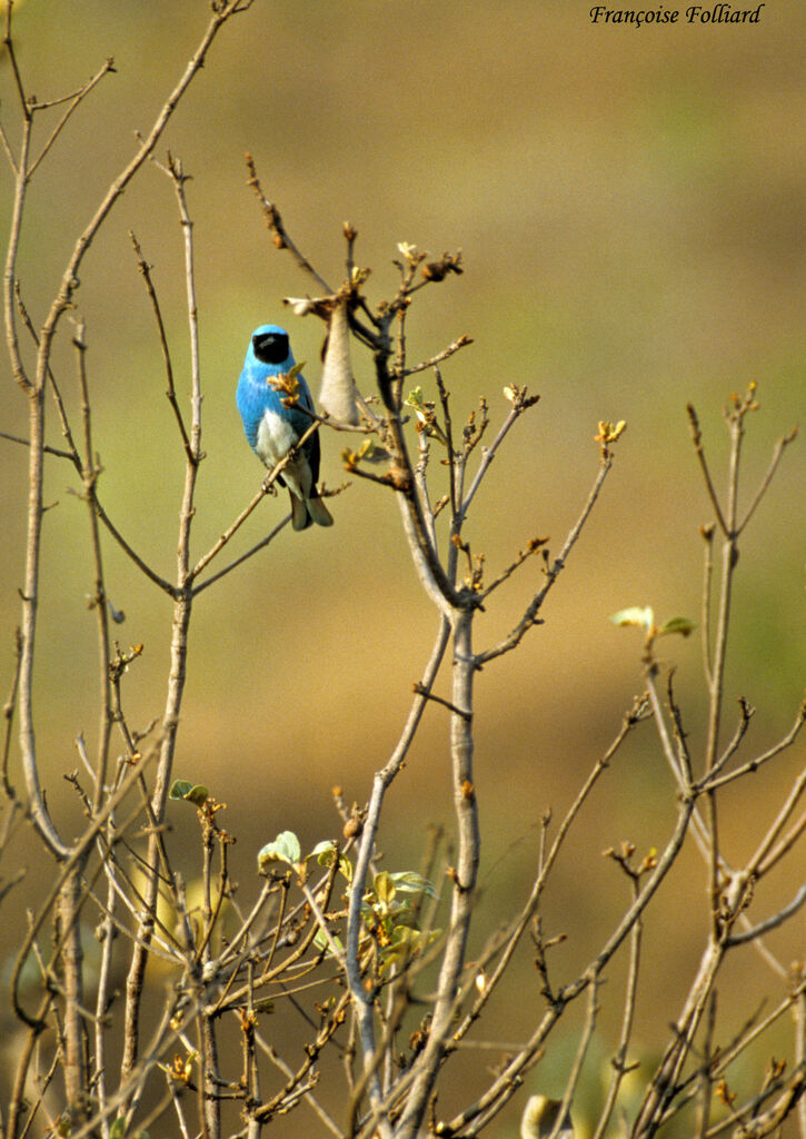 Swallow Tanager, identification