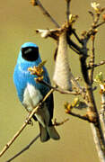 Swallow Tanager