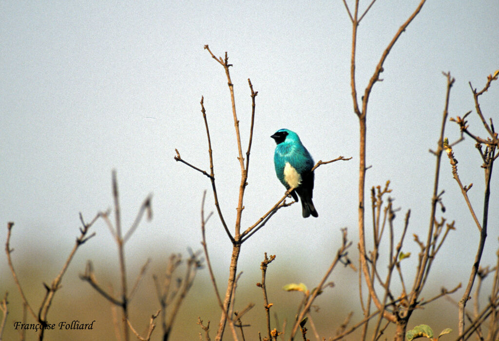 Tersine hirondelle, identification