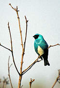 Swallow Tanager