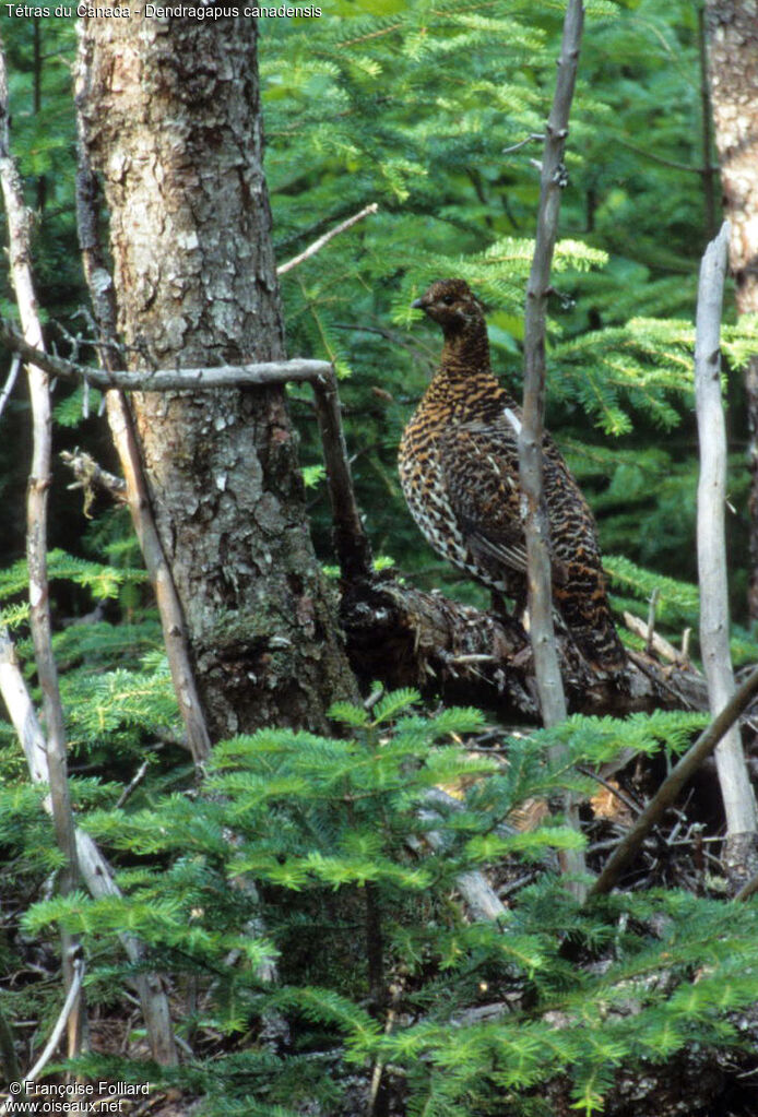 Tétras du Canada femelle, identification