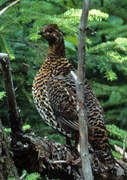 Spruce Grouse