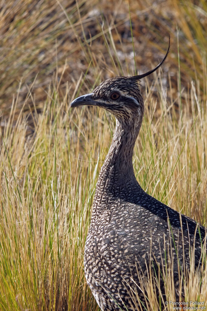 Elegant Crested Tinamou, close-up portrait