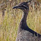 Tinamou élégant